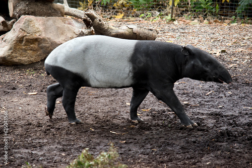 the malaysian tapir has a black head and shoulders with a white body and black legs