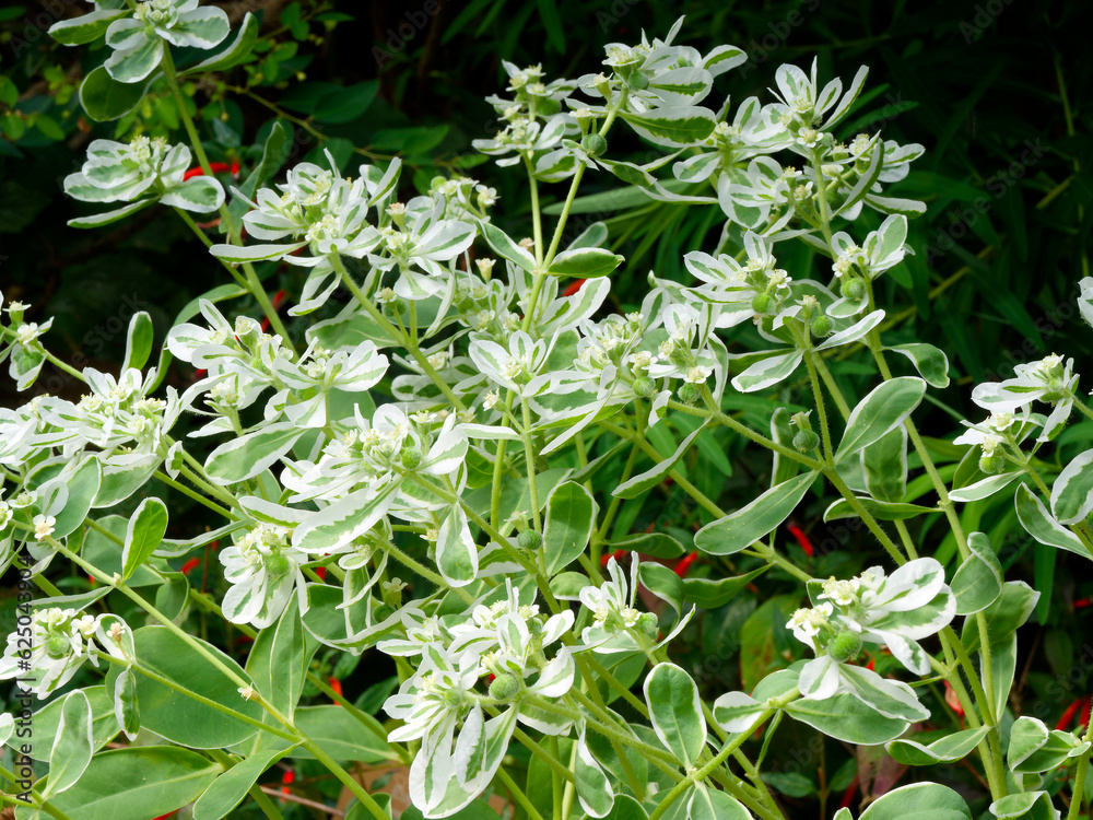(Euphorbia marginata) Arbuste d'euphorbe panaché à feuilles, ovales, pointues de couleur vert vif, bordées de blanc crème à floraison de petites fleurs verdâtres entourées de bractées blanches
(Euphorbia marginata) Arbuste d'euphorbe panaché à feuilles, ovales, pointues de couleur vert vif, bordées de blanc crème à floraison de petites fleurs verdâtres entourées de bractées blanches