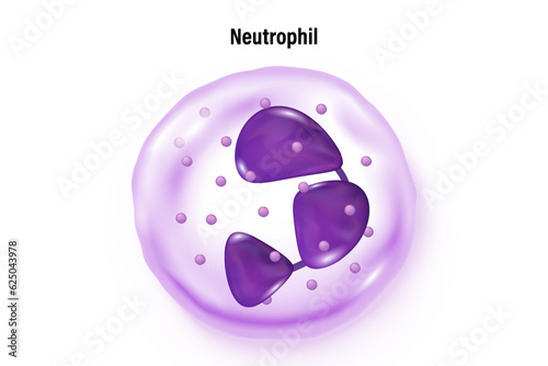 Neutrophil vector. Type of white blood cell. Blood cell types. Leukocyte. Medical education.