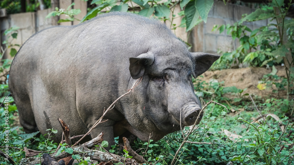 Big black pig in the village on the mountain Big black pig in the village on the mountain
