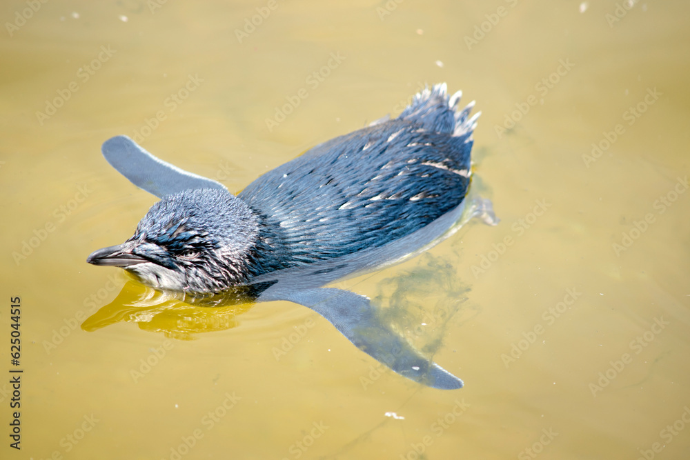 the fairy penguin or blue penguin is swimming in the ocean