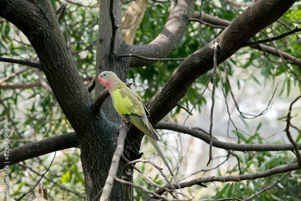Fototapeta premium the princess parrot has a light blue head pink cheeks and chin and pink beak a cream belly and green wings