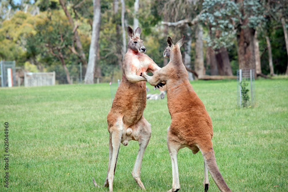 the male red kangaroos body is a shade of red fur his head is grey with a white muzzle, they are the tallest kangaroo the male red kangaroos body is a shade of red fur his head is grey with a white muzzle, they are the tallest kangaroo