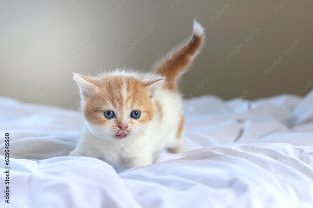 Ginger cat sitting on the bed. Scottish fold kitten looking something on blurred background.Orange cat has funny face with copy space.