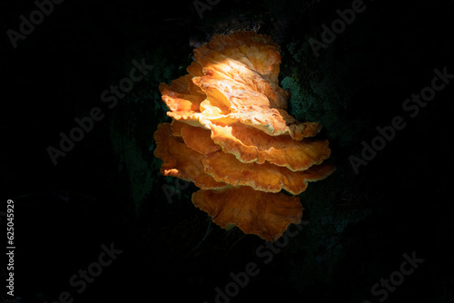 sunlit orange laetiporus sulphureus mushrooms