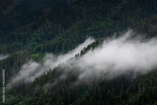 fir forest shrouded in fog