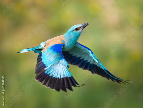 European roller in flight