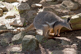 the yellow footed rock wallaby has a grey body with white chest and tan on its face and arms and a long brown tail
