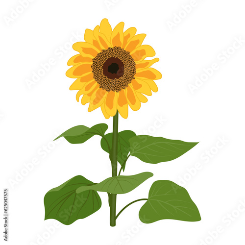 Icon yellow flower sunflower on stem and with green leaves isolated on transparent and white background. Close-up element for design decoration with nature. Summer vector illustration.