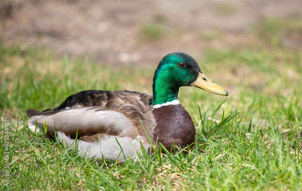 Wild duck swims in the pond, spring nature. Wild duck swims in the pond, spring nature.