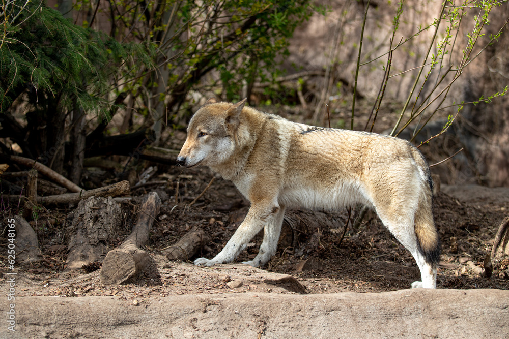 Wild wolf in summer in nature. Wild wolf in summer in nature.
