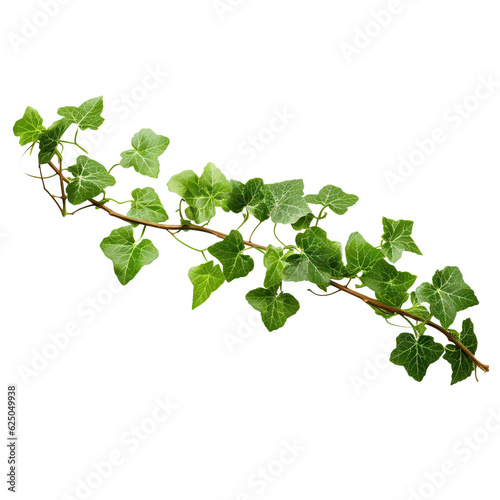 Krzaka winogrono lub liściasty dziki winogradu cayratia liana bluszcza rośliny krzak, natury dżungli ramowa granica odizolowywająca na białym tle, ścinek ścieżka zawierać. (Cayratia trifolia)
