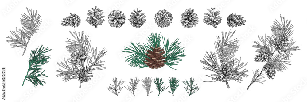 Fototapeta premium Hand drawn collection of various pine branches and cones. Isolated objects on white background. Vector vintage illustration.
