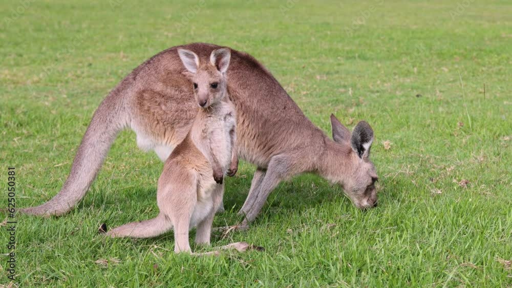 Kangaroo Mother and Joey in a Lush Green Field Kangaroo Mother and Joey in a Lush Green Field
