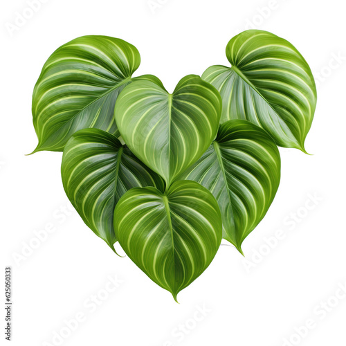 Heart shaped bicolors leaves of Philodendron plowmanii the rare exotic rainforest foliage plant isolated on white background, clipping path included. photo