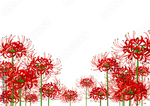 彼岸花 リコリス 秋 赤 花