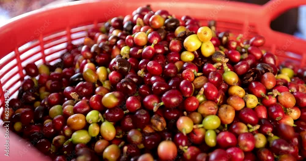close up and slow motion farmer pouring red coffee in basket 4k video close up and slow motion farmer pouring red coffee in basket 4k video