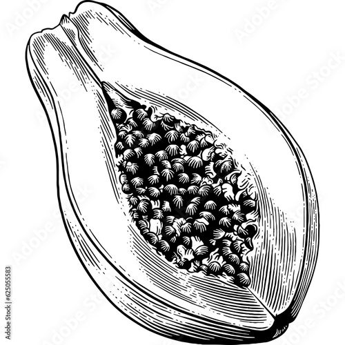 Hand drawn Papaya Sketch Illustration