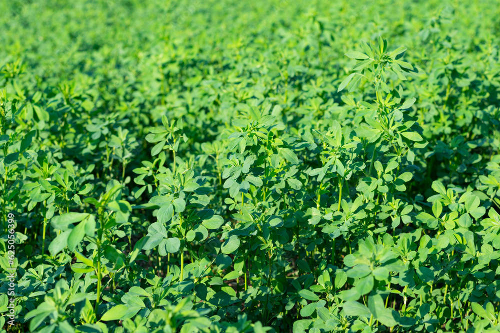 Green background of alfalfa, cultivated plant. Fresh leaf texture.
