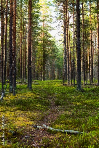 Path in natural coniferous forest in evening light in northern Swedish nature reserve Norravasund © jojoo64