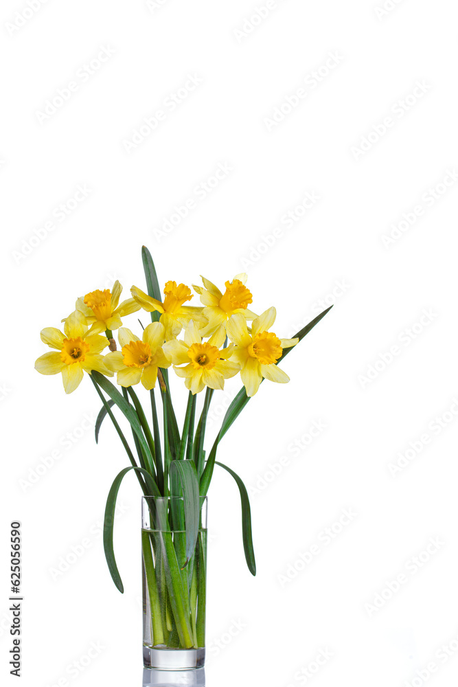 beautiful yellow flowers daffodils in a vase on a white background beautiful yellow flowers daffodils in a vase on a white background