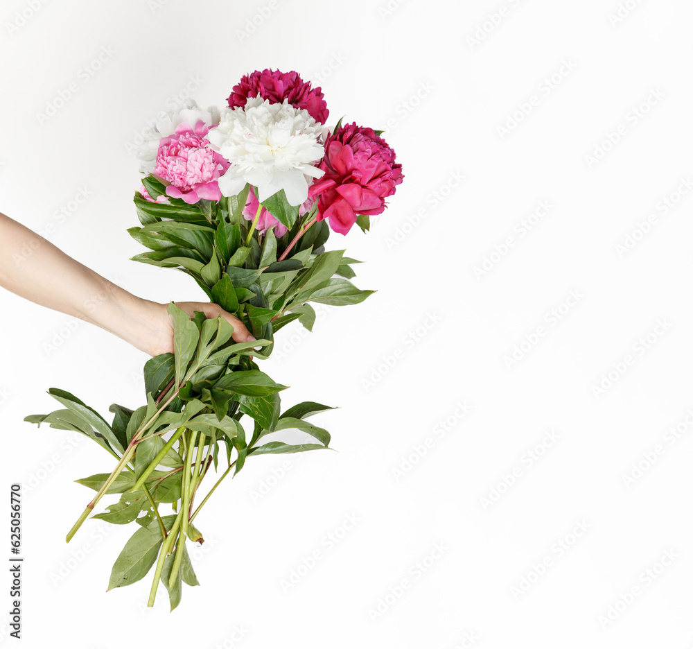 Fototapeta premium beautiful peonies in the hands of a girl on a white background