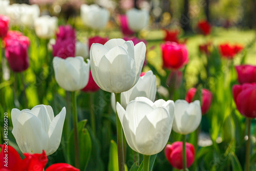 tulip bloom  beautiful field of tulips