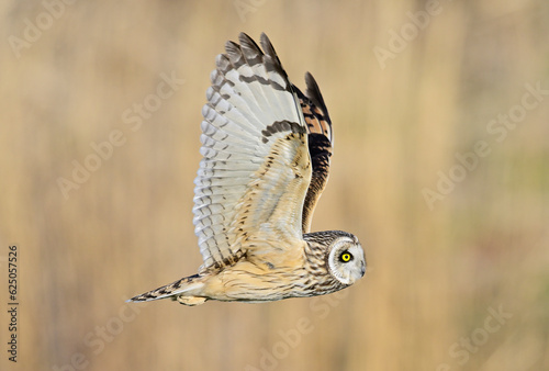 コミミズク飛翔