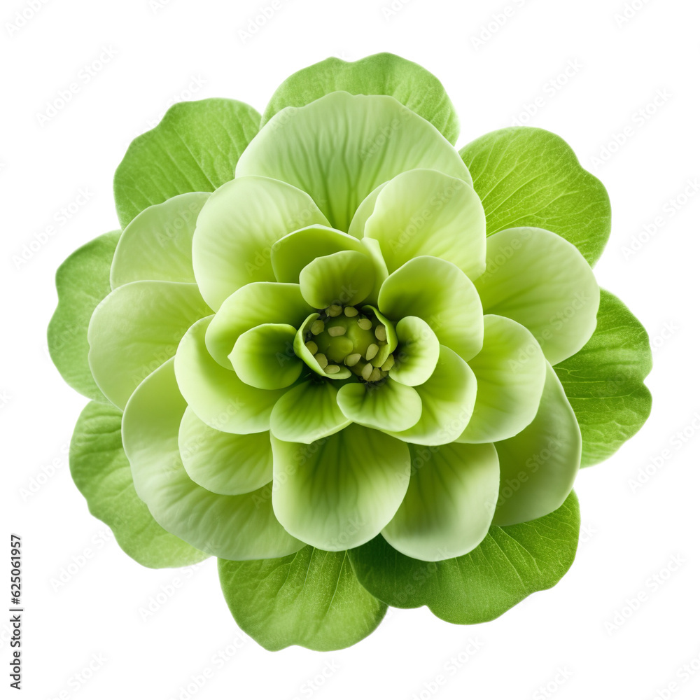 green flower isolated on white background