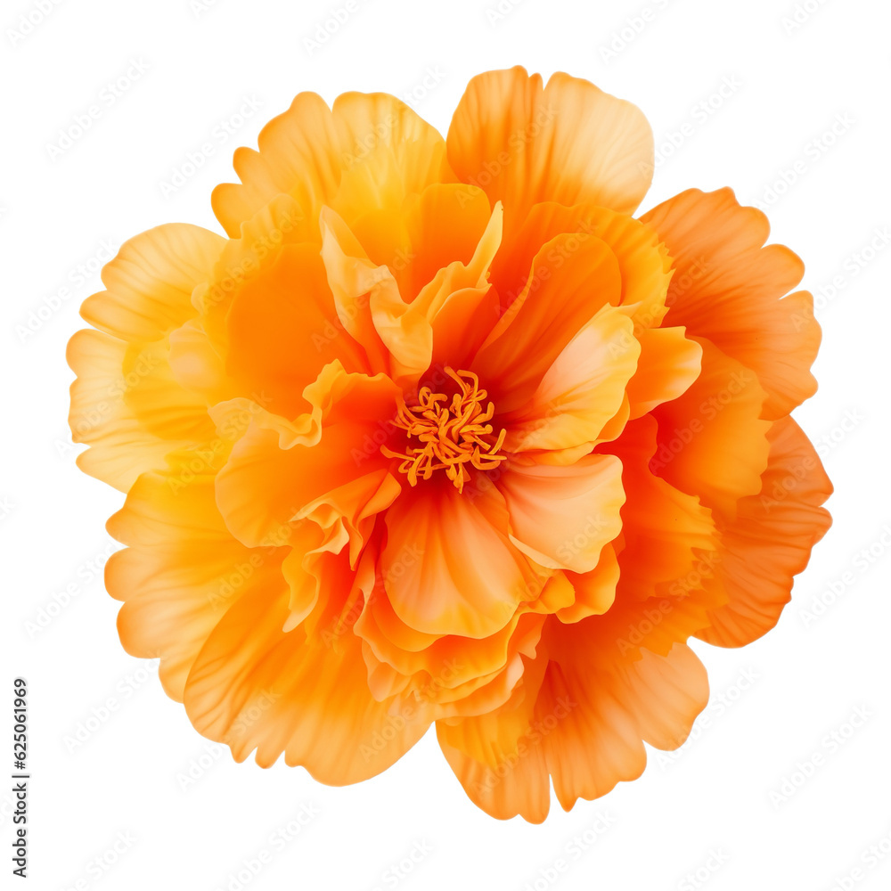 flower isolated on white background