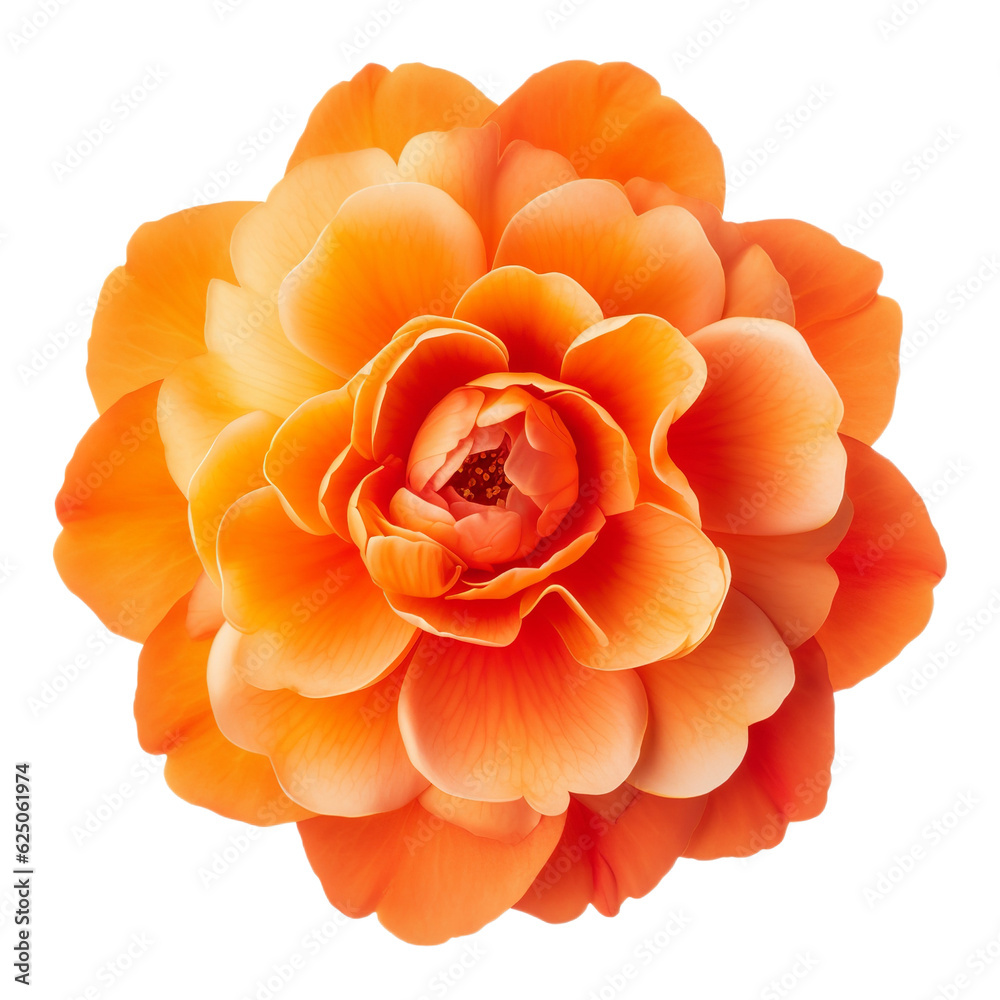 orange flower isolated on white orange flower isolated on white