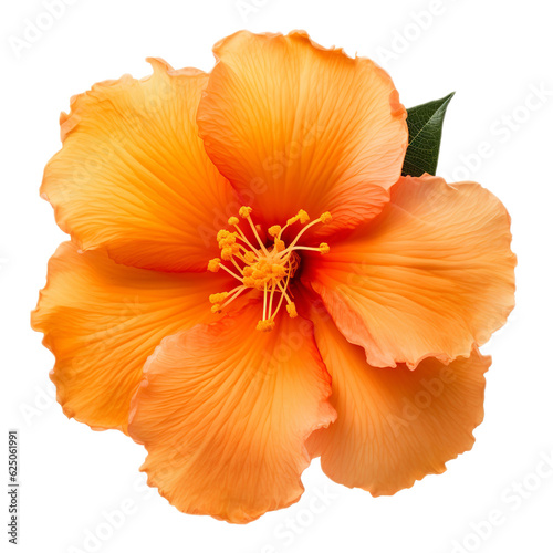 Wallpaper Mural flower isolated on white background Torontodigital.ca