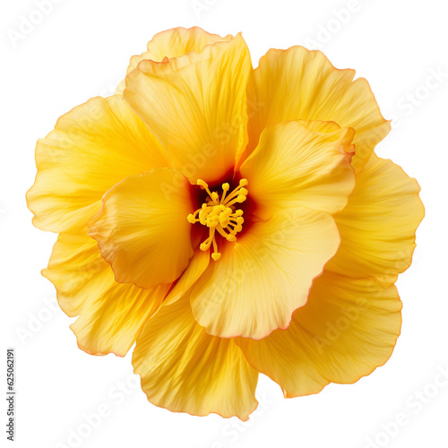 yellow flower isolated on white
