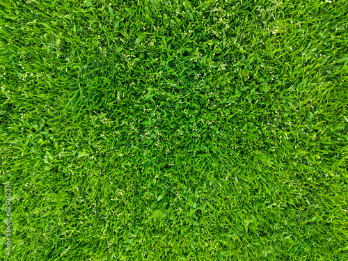 Zamyka up zielonej trawy tekstura, tło z kopii przestrzenią