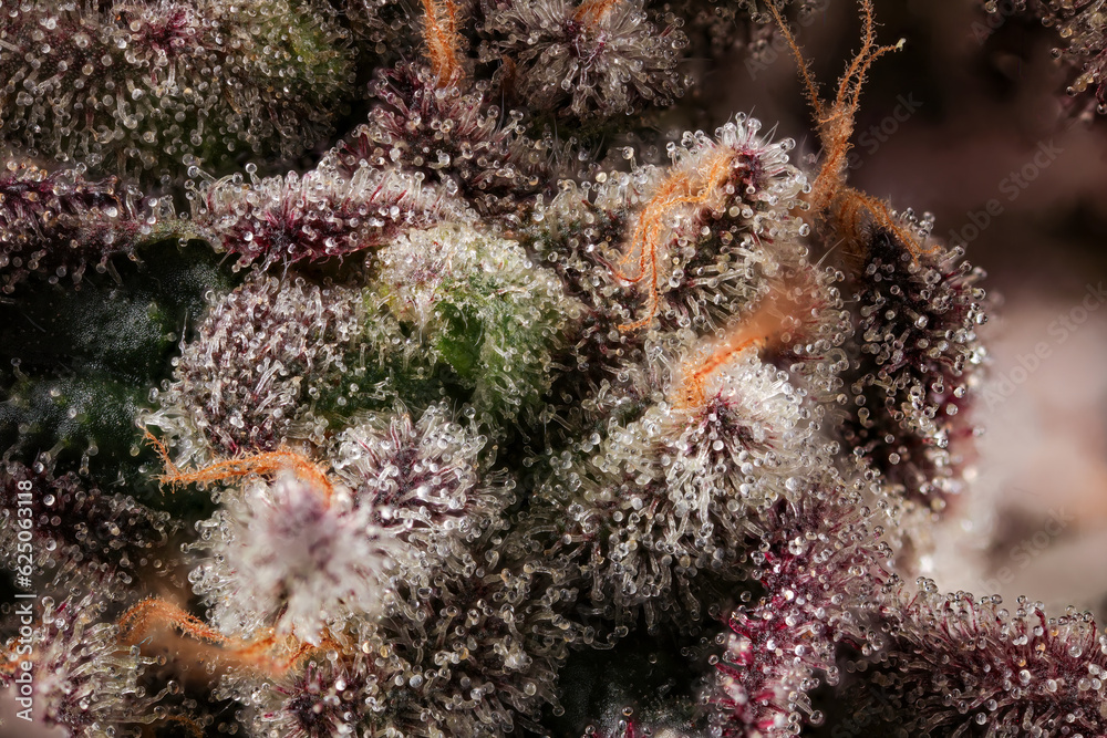 Obraz premium Close up of Purple Kush Trichomes