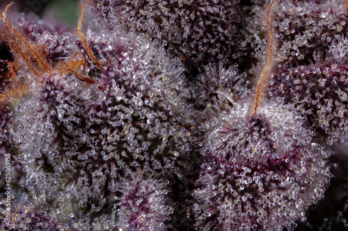 Closeup shot of Purple Kush Trichomes