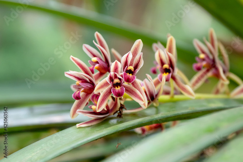 Cymbidium aloifolium Wild Orchid photo