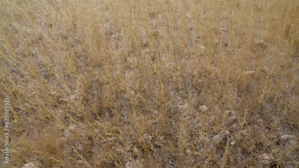 Leaves of yellow grass waving in the wind near Twyfelfontein in Namibia, Africa. Leaves of yellow grass waving in the wind near Twyfelfontein in Namibia, Africa.