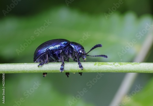 blue metallic beetle close up macro on green leaf.this photo was taken from Bangladesh.