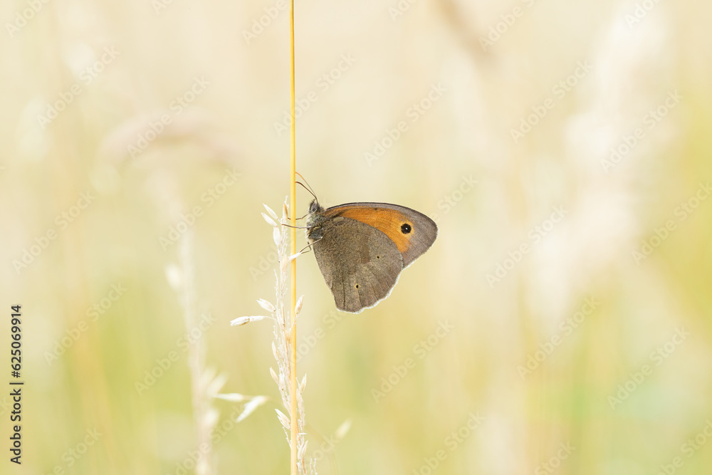Ein großes Ochsenauge sitzt im Sommer an einem Grashalm in der Wiese, Schmetterling, Maniola jurtina