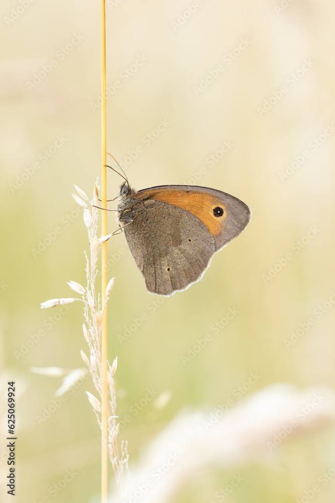 Schmetterling Großes Ochsenauge sitzt abends an einem Grashalm in der Wiese, Maniola jurtina