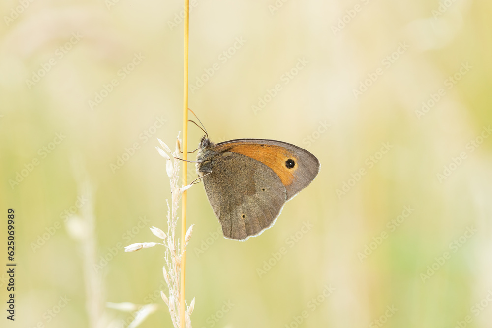 Schmetterling Großes Ochsenauge sitzt abends an einem Grashalm in der Wiese, Maniola jurtina