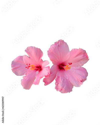 Sakura spring cherry blossom flowers on a tree branch isolated. Branch overlay. Pink white flower on transparent background. PNG