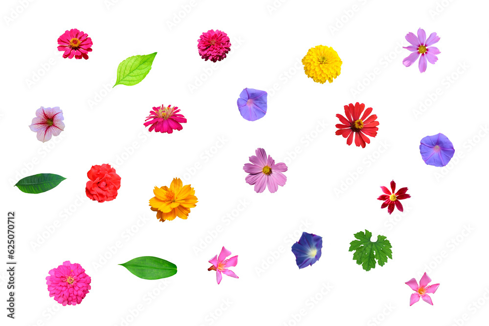Image of various flowers leaves isolated on transparent background png file.