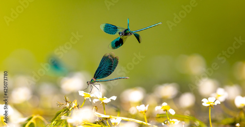 flying Dragon-flies
