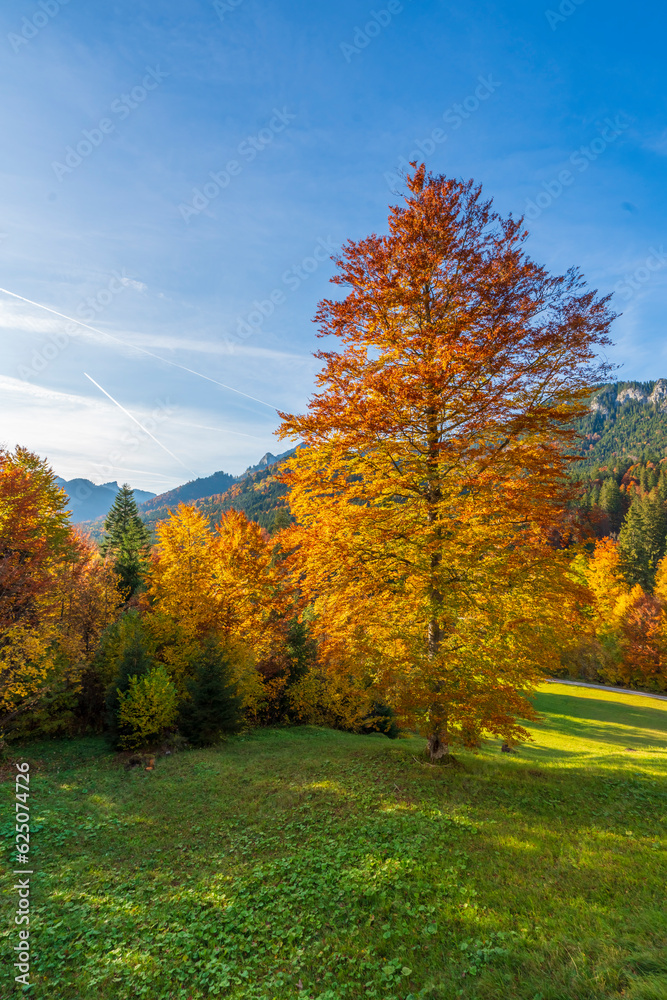 autumn in the mountains, colorful autumn landscape