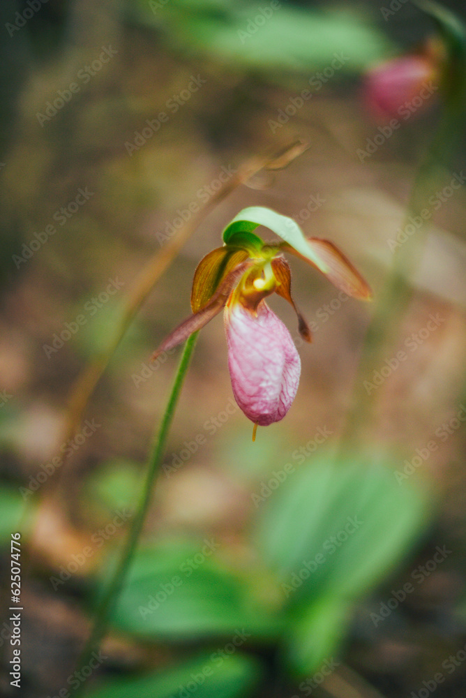 detailed closeup shot of lady slipper orchid flower on the forest floor detailed closeup shot of lady slipper orchid flower on the forest floor