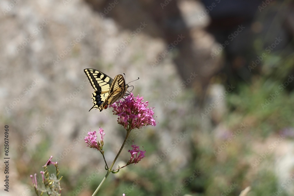 common yellow swallowtail butterfly sitting on a pink flower with a bokeh background common yellow swallowtail butterfly sitting on a pink flower with a bokeh background