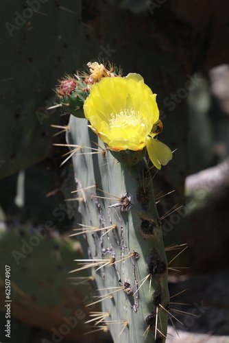 prickly pear cactus with yellow flowers photo