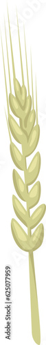 Barley Plant Ear